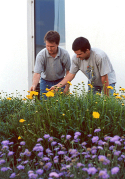 Pensacola Landscaping Workers